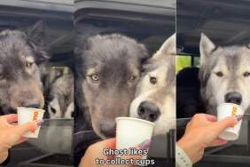 Dog Emerges From Car Seat To Collect Cups