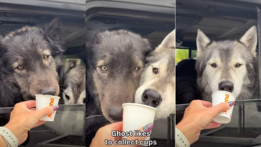 Dog Emerges From Car Seat To Collect Cups