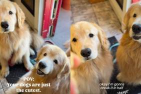 Owner Shares Golden Retrievers’ Cute Daily Treat Habits