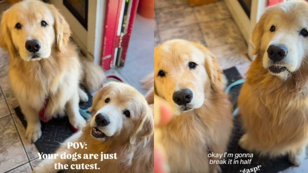 Owner Shares Golden Retrievers’ Cute Daily Treat Habits