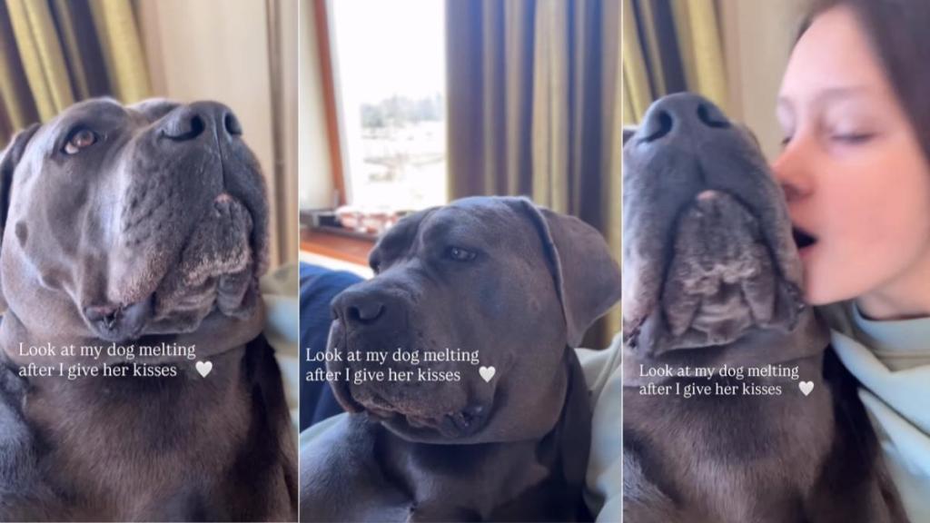 Dog Literally Melts Like Ice Cream Sundae After Mom Gives Her Kisses