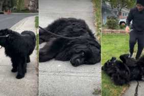 Dog Falls for Fake Treat While Throwing Tantrum During Walk