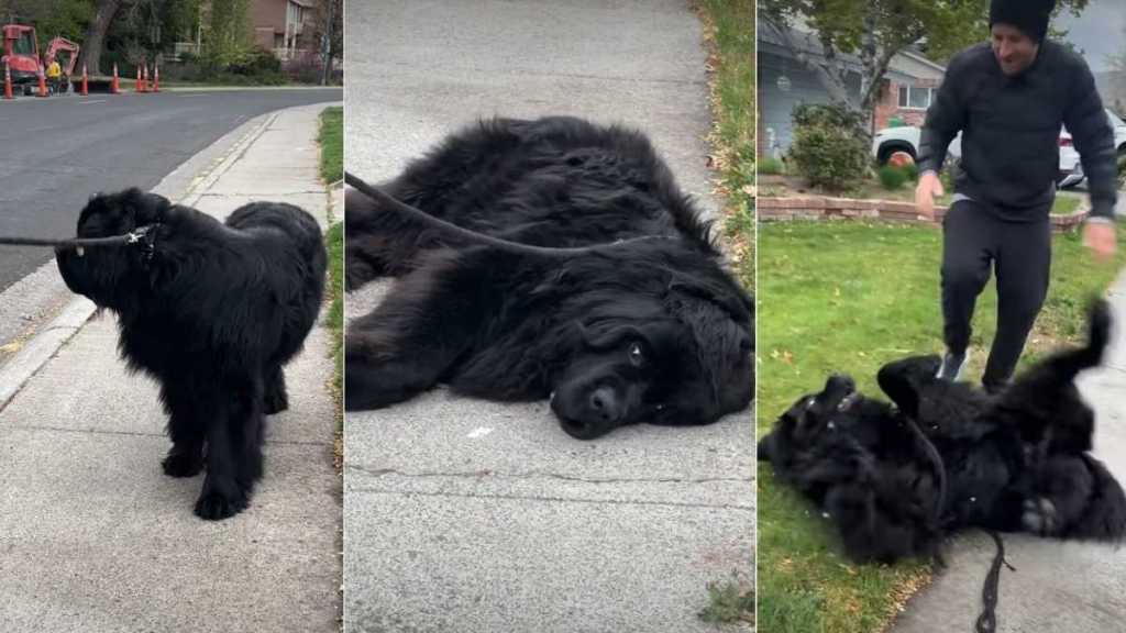 Dog Falls for Fake Treat While Throwing Tantrum During Walk