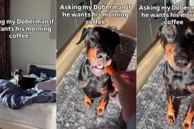 Dog Munches on Morning Carrots Like They’re His Version of Coffee