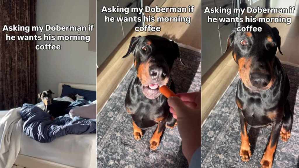 Dog Munches on Morning Carrots Like They’re His Version of Coffee