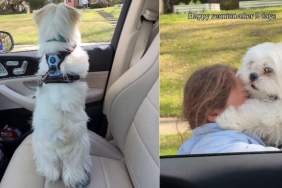 Dog Reunites With Little Girl After 2 Days, Kisses Like It’s Been Forever