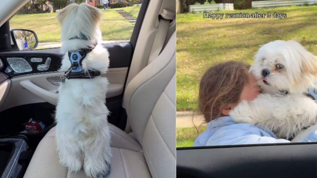 Dog Reunites With Little Girl After 2 Days, Kisses Like It’s Been Forever