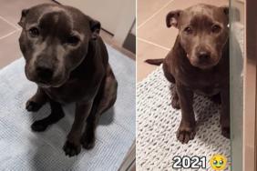 Dog Doesn’t Let Anything Stop Her From Guarding Dad in the Shower