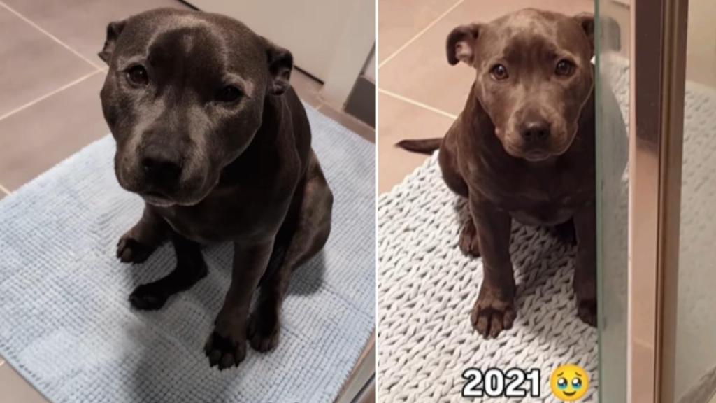 Dog Doesn’t Let Anything Stop Her From Guarding Dad in the Shower
