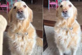 Golden Retriever Won’t Answer Mom’s Question, He Just Wants the Treat