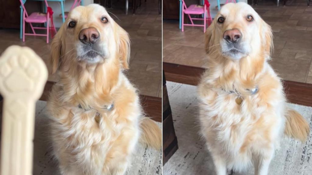Golden Retriever Won’t Answer Mom’s Question, He Just Wants the Treat