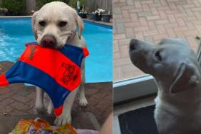 Owner Reveals Different Steps of Labrador’s Swimming Routine