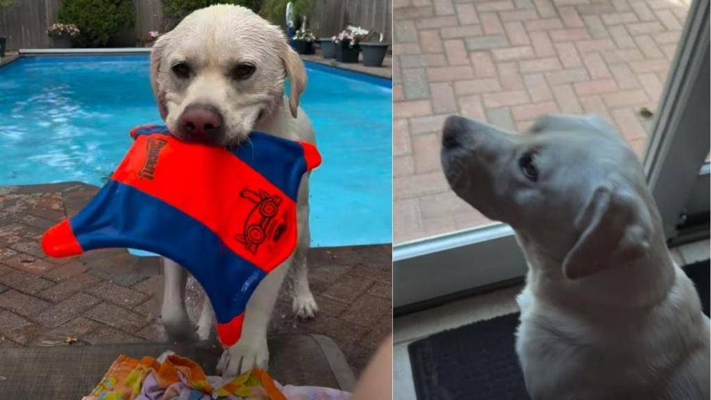 Owner Reveals Different Steps of Labrador’s Swimming Routine
