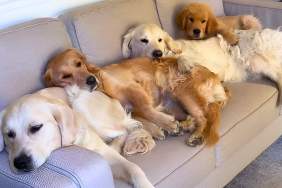 Four Dogs Lean on Each Other While Resting on Couch