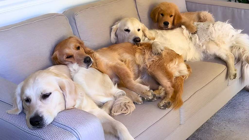 Four Dogs Lean on Each Other While Resting on Couch