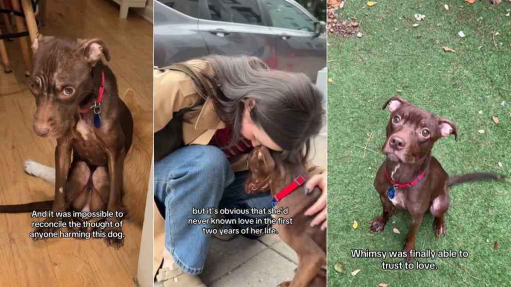 Neglected Rescue Dog Becomes Someone’s Whole World in the Blink of an Eye