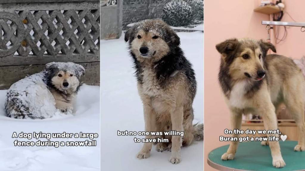 Stray Dog Rescued From Snowstorm After Chance Encounter Finds a Family