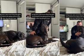 Big ‘Scary’ Dog Pretends To Be Surprised When Dad Sneaks up on Him