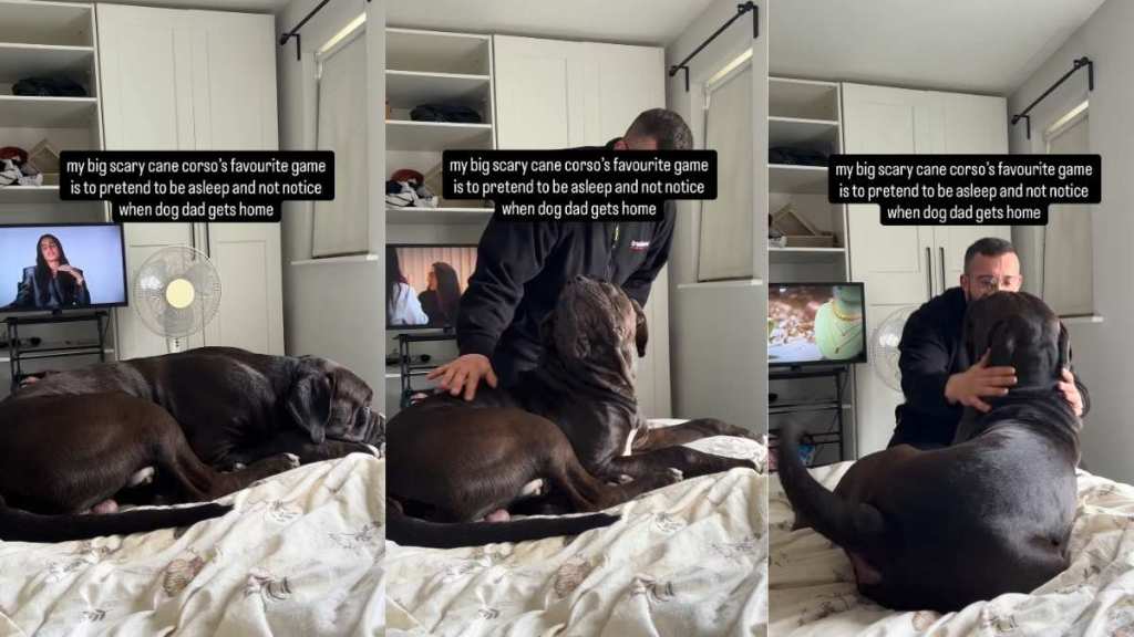 Big ‘Scary’ Dog Pretends To Be Surprised When Dad Sneaks up on Him