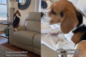 Dog Patiently Listens When Furry Sibling Does All the Talking