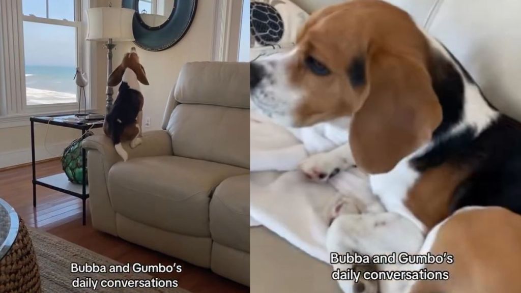 Dog Patiently Listens When Furry Sibling Does All the Talking