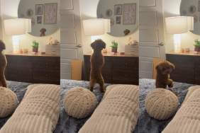 Tiny Dog Has Adorable Reaction To Own Reflection in Mirror
