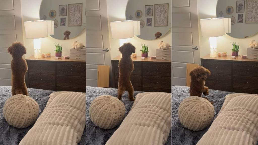 Tiny Dog Has Adorable Reaction To Own Reflection in Mirror