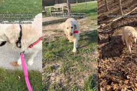 Senior Golden Retriever Once Scared To Be in Public Has Come So Far Now