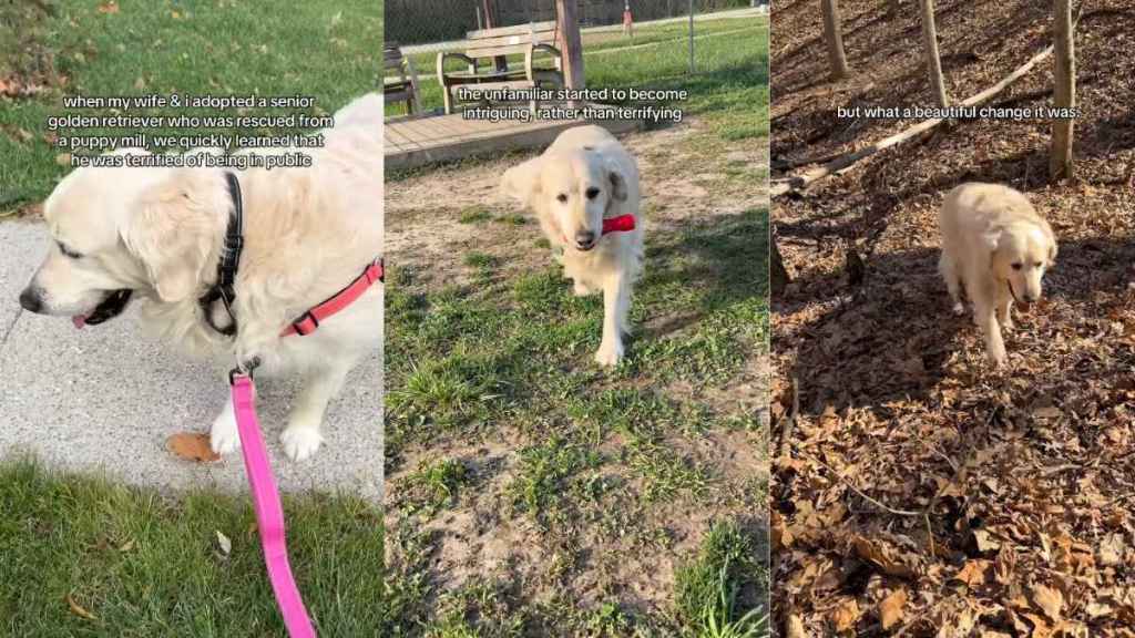 Senior Golden Retriever Once Scared To Be in Public Has Come So Far Now