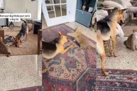 Rescue Dog Believes Cat Sibling Is Also a Dog