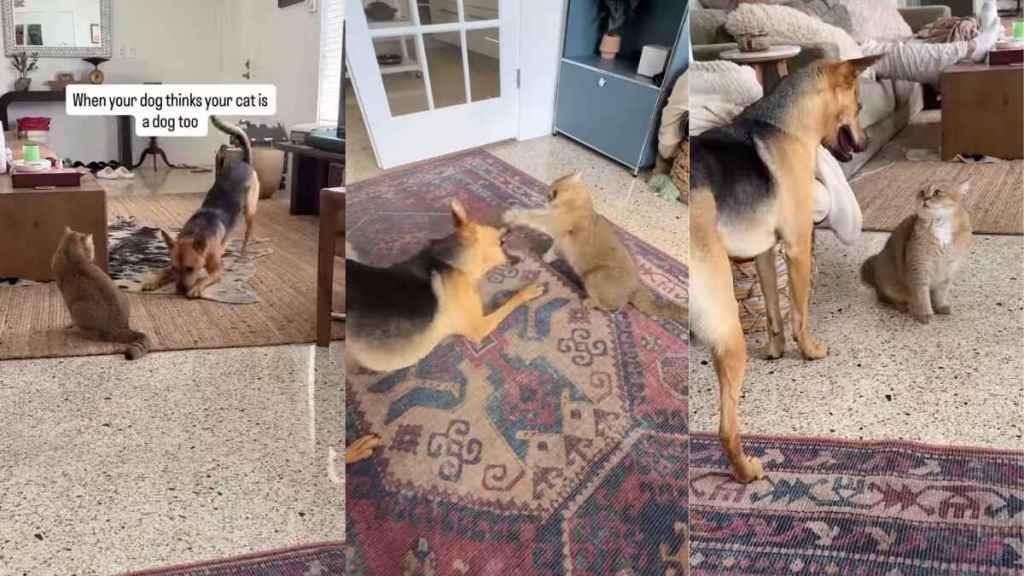 Rescue Dog Believes Cat Sibling Is Also a Dog