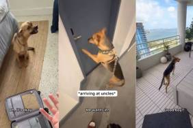 Rescue Dog Doesn’t Want To Go to the Babysitter’s Until They Arrive