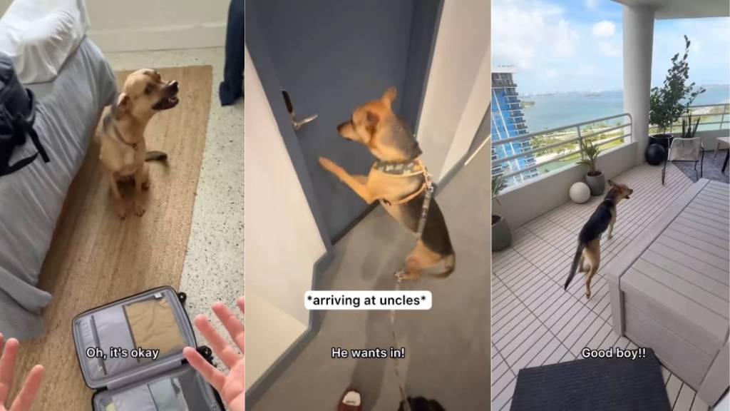Rescue Dog Doesn’t Want To Go to the Babysitter’s Until They Arrive