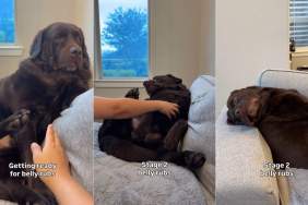 Owner Reveals Labrador’s Different Stages of Belly Rubs