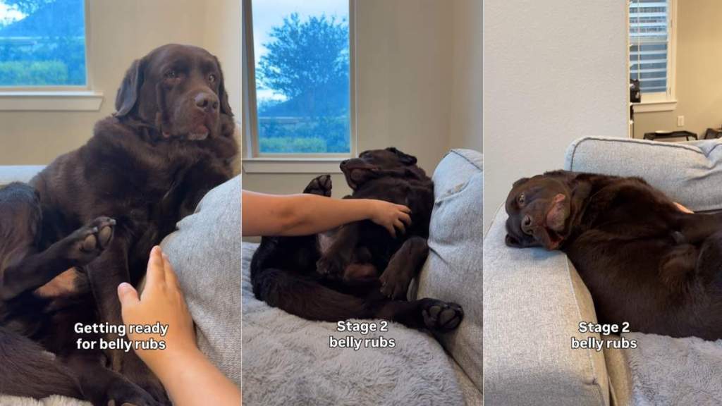 Owner Reveals Labrador’s Different Stages of Belly Rubs