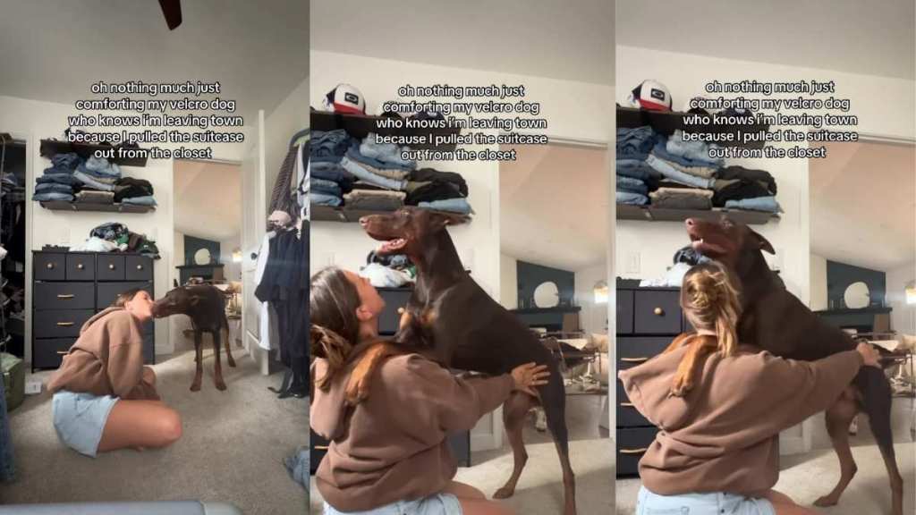 Dog Realizes Mom’s Leaving Town & Turns Into a Big Baby Needing Comfort