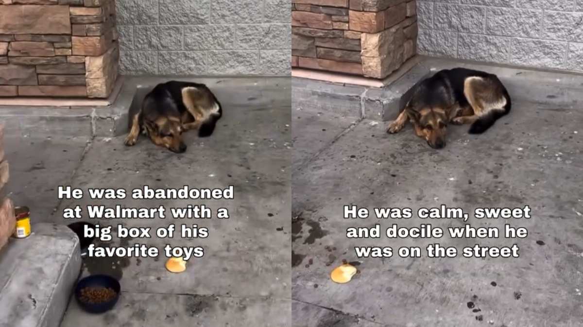 German Shepherd Abandoned at Walmart with Toys Finds New Home — image 1