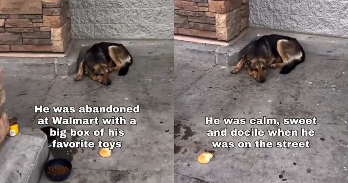 German Shepherd Abandoned at Walmart with Toys Finds New Home
