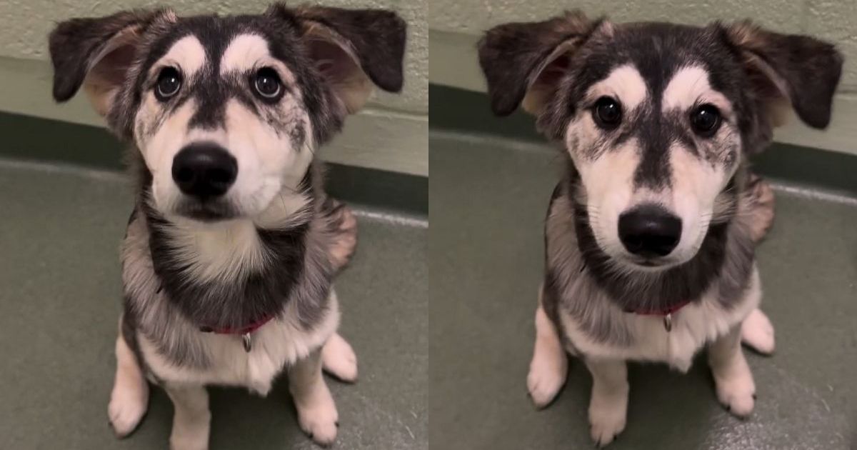 Golden Retriever-Husky Puppy Abandoned at Shelter Finds Forever Home - DogTime