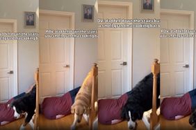 Dogs Do Not Pay Much Attention to Dad Pretending To Fall