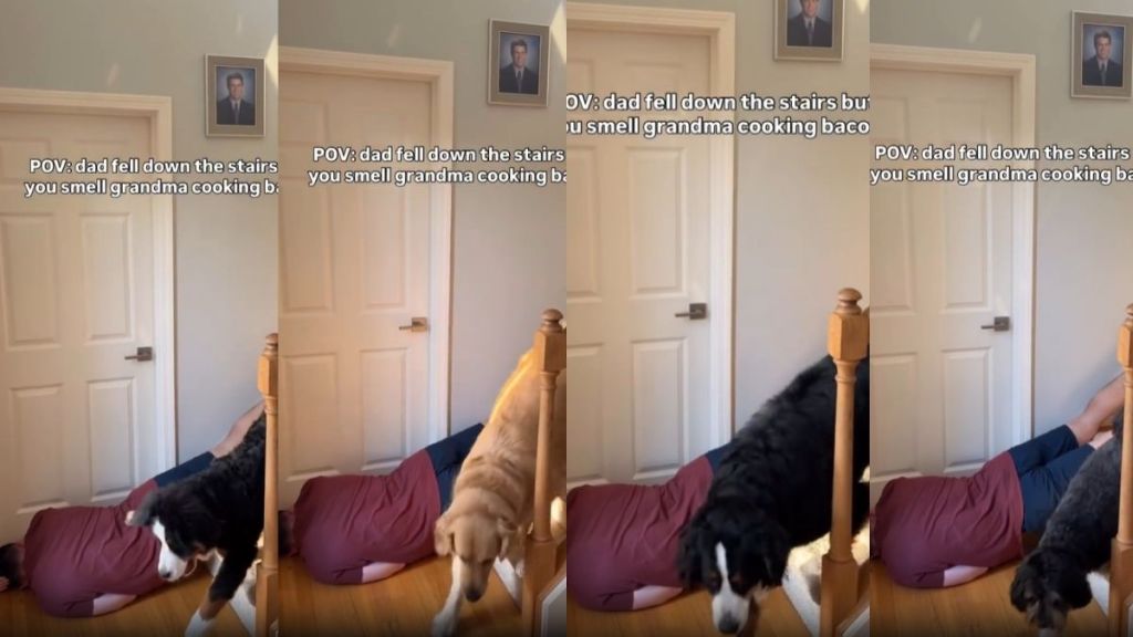 Dogs Do Not Pay Much Attention to Dad Pretending To Fall