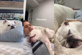 Owner Captures Dog’s Undeniable Love for Sleeping