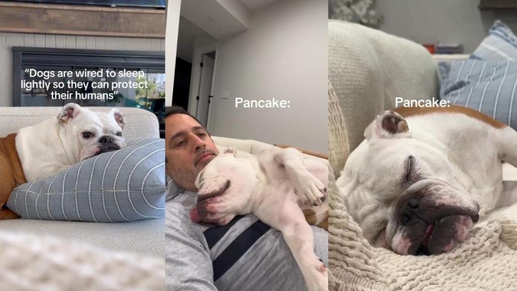 Owner Captures Dog’s Undeniable Love for Sleeping