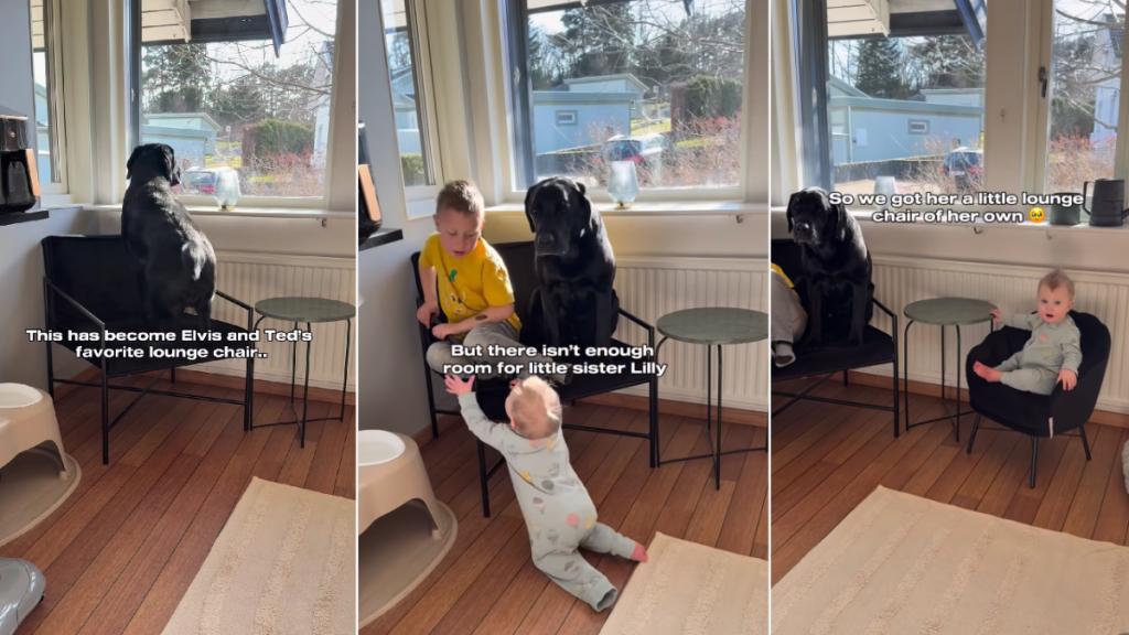 Dog’s Favorite Chair Has No Room for the Baby, So She Gets One of Her Own