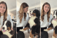 Dog Is Glued to Mom at All Times Because That’s Their New Normal Now