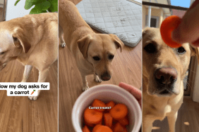 Dog Has an Adorably Polite Way of Telling Mom She Wants Carrot Treats
