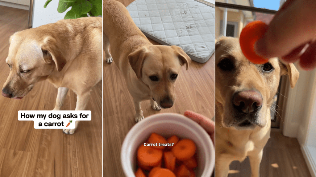 Dog Has an Adorably Polite Way of Telling Mom She Wants Carrot Treats