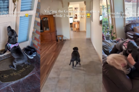 Dog Visits Grandparents’ House After Two Weeks but It Feels Like Forever