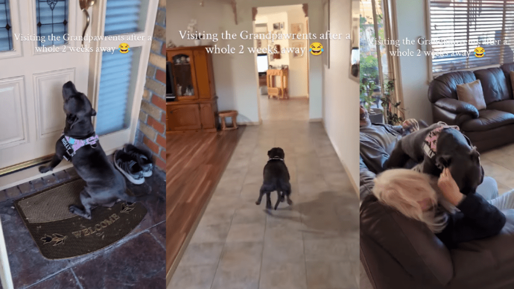 Dog Visits Grandparents’ House After Two Weeks but It Feels Like Forever