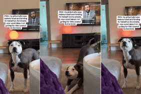 Rescue Dog Goes From Being Homeless To Demanding More Treats